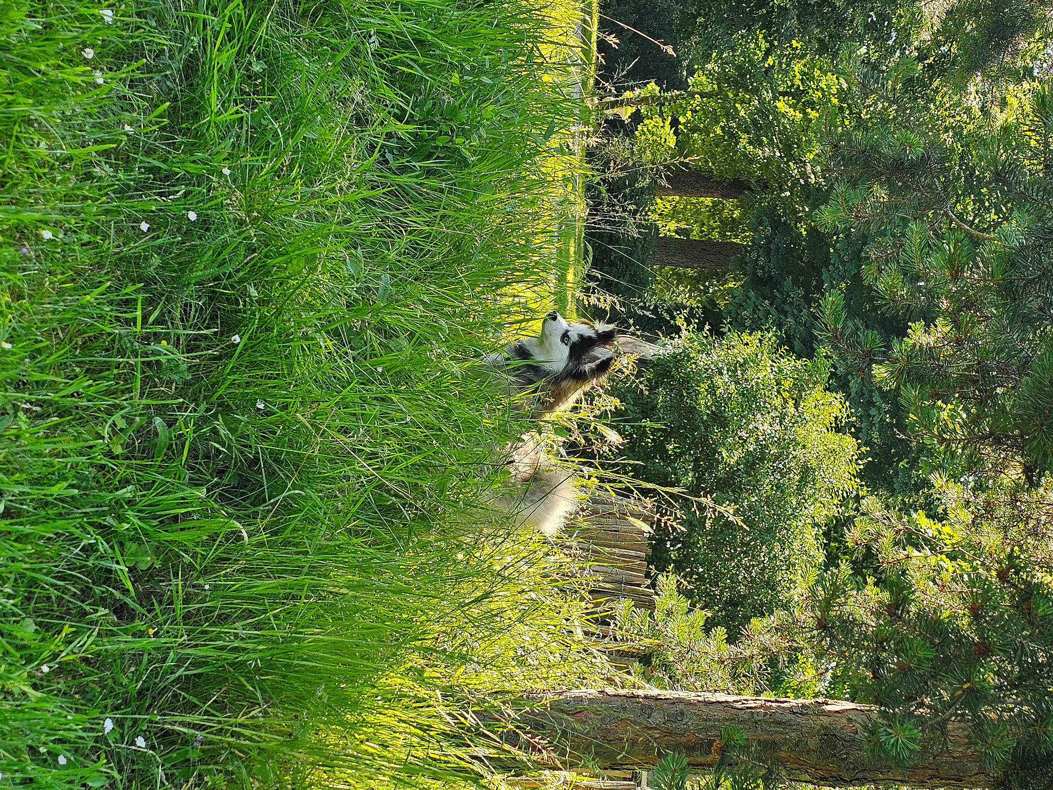 Laïka participe au concours pour gagner de l'argent avec cette photo : branch, evergreen, forest, grass, grassland, groundcover, jungle, landscape, natural_landscape, nature_reserve, people_in_nature, plant, riparian_zone, shrub, temperate_broadleaf_and_mixed_forest, terrestrial_plant, tire, tree, trunk, wood
