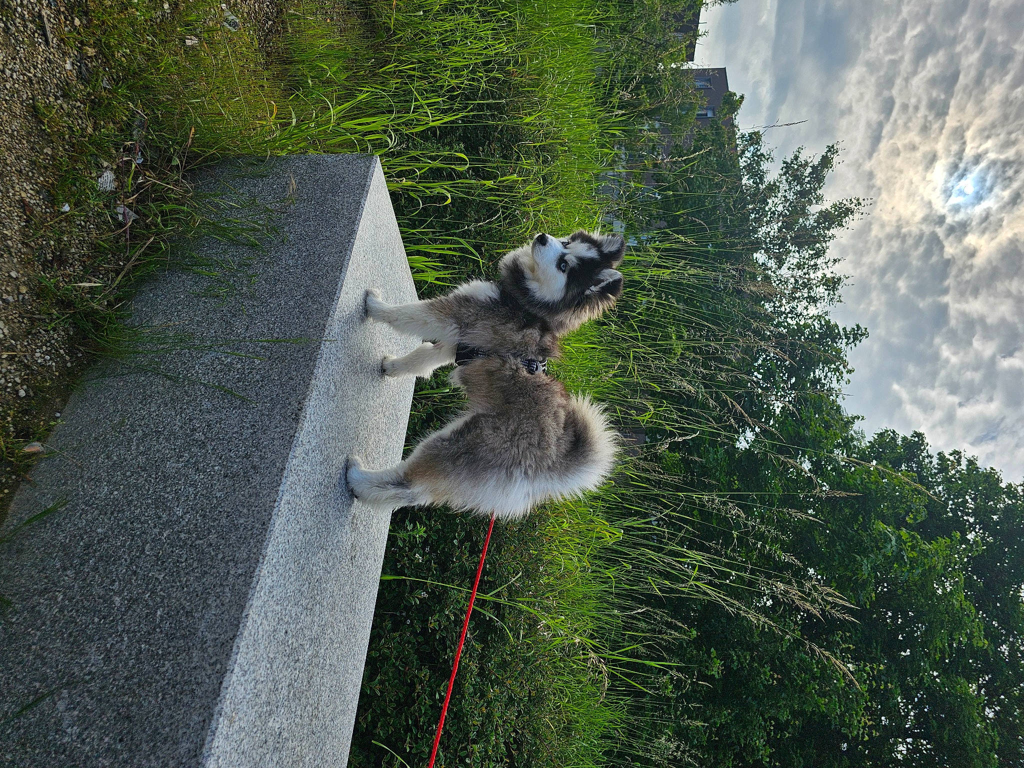 Laïka participe au concours pour gagner de l'argent avec cette photo : art, canidae, carnivore, cloud, curb, dog, dog_breed, grass, lemur, pet_supply, plant, pole, recreation, sky, sporting_group, tail, terrestrial_animal, tree, wildlife