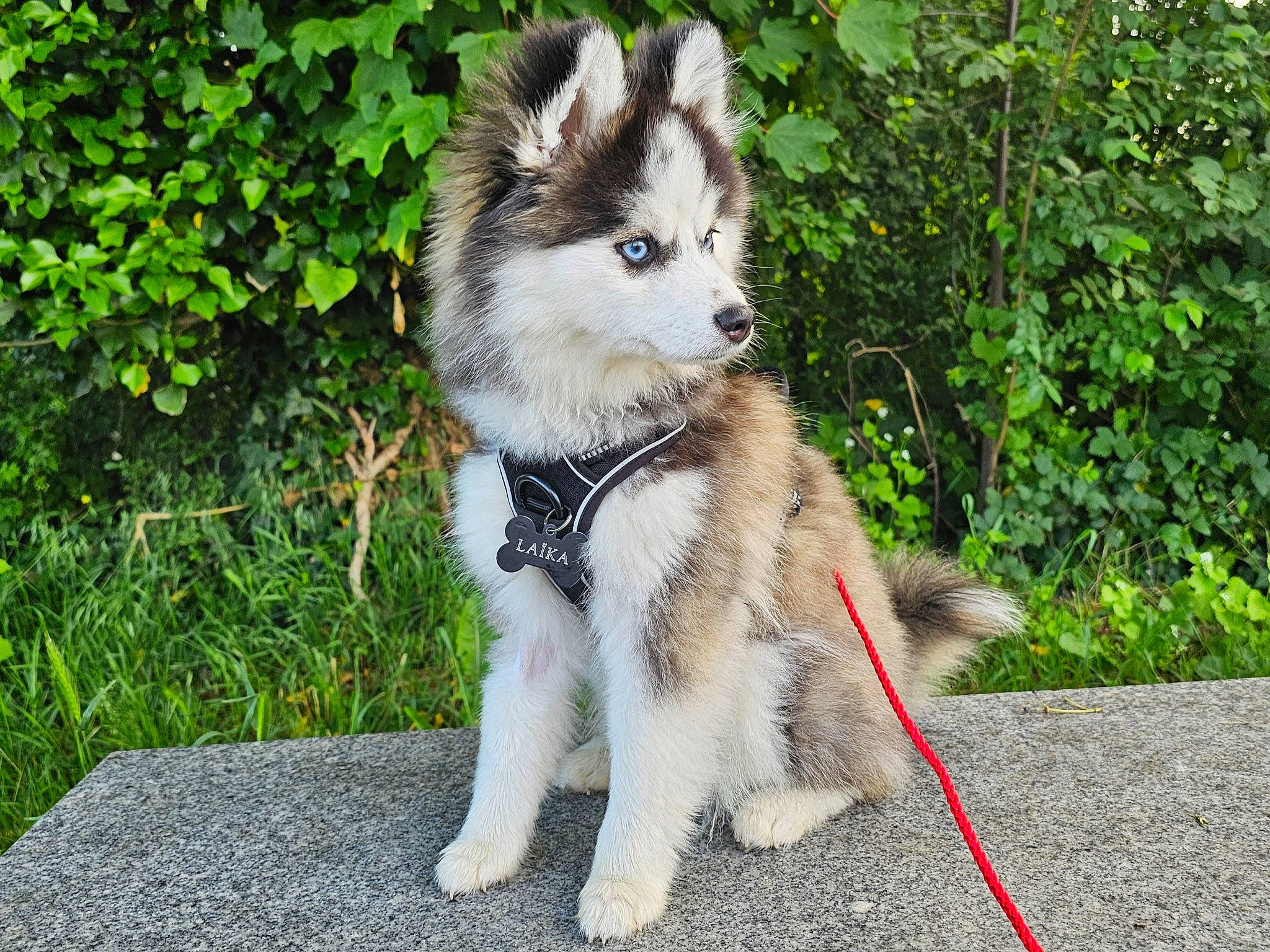 Laïka participe au concours pour gagner de l'argent avec cette photo : canidae, canis, carnivore, collar, companion_dog, dog, dog_breed, fawn, fur, grass, non_sporting_group, plant, sled_dog, snout, sporting_group, tail, terrestrial_animal, wildlife, working_animal, working_dog