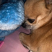 Ryderr participe au concours pour gagner de l'argent avec cette photo : blanket, blue_blanket, chihuahua, close_up, cozy, curled_up, dog, eye, indoor, muzzle, paws, pet, pink_fabric, portrait, resting, short_hair, sleeping_area, small_dog, tan_fur, whiskers