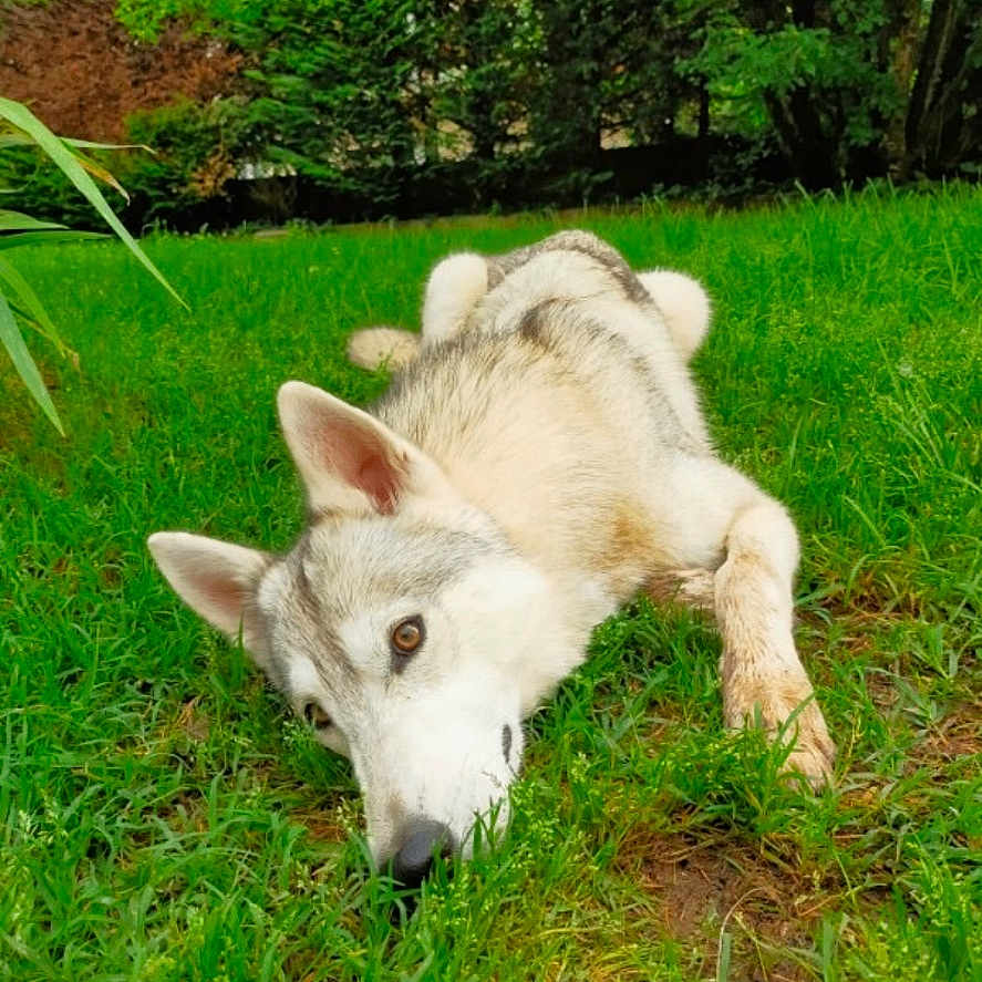 Maya a rejoint le concours — aidez-le/la à gagner de superbes lots ! animal, canine, daylight, dog, ears, eyes, face, fur, grass, greenery, husky, lying_down, nature, outdoor, park, pet, relaxation, resting, snout, trees