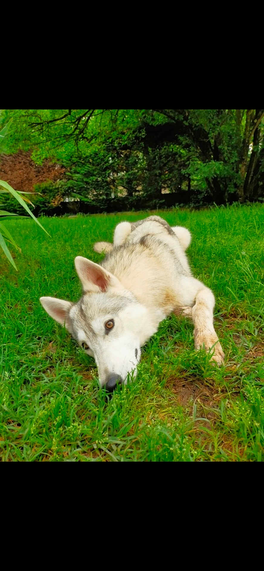 Maya a rejoint le concours — aidez-le/la à gagner de superbes lots ! dog, husky, grass, outdoor, nature, greenery, canine, pet, animal, lying_down, resting, fur, ears, face, eyes, snout, trees, park, relaxation, daylight