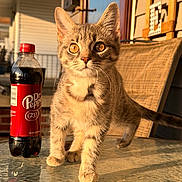 Zoey is registered to the contest to win money with this photo: kitten, cat, glass_table, bottle, dr_pepper, amber_eyes, sunlight, porch, chair, furniture, curious, pet, domestic_animal, young_cat, reflection, outdoor, daylight, striped_fur, whiskers, closeup