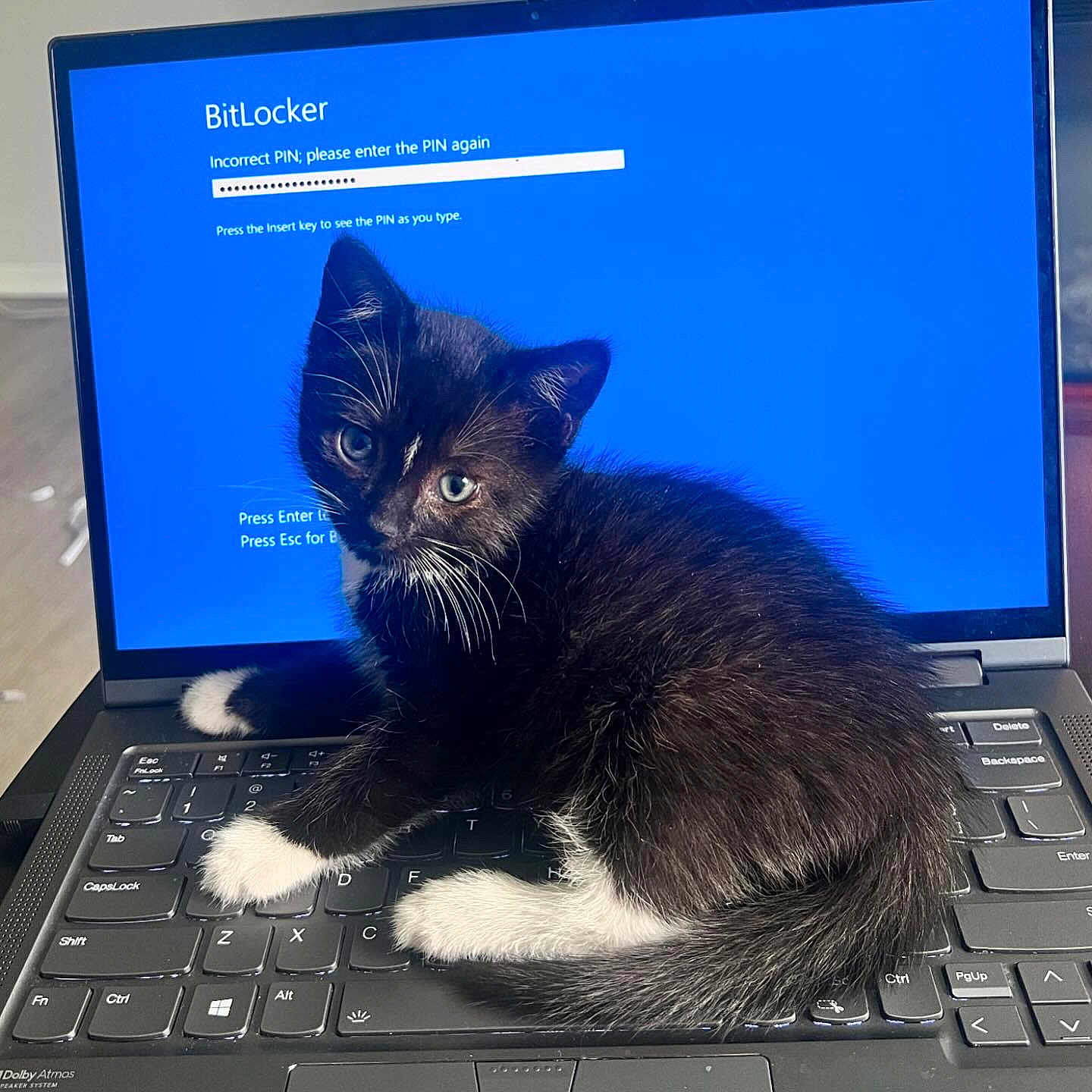 Charlie is registered to the contest to win money with this photo: animal, bitlocker_screen, black_and_white, cat, close_up, computer, curious, cute, furry, home, indoor, keyboard, kitten, laptop, paw, pet, sitting, technology, whiskers, young
