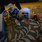 Gizmo joined the competition — help win amazing prizes! dog, small_dog, pet, indoor, carpet, patterned_carpet, plush_toy, clothing, sweater, dallas_cowboys, white_fur, curious, standing, legs, footwear, sneakers, living_room, furniture, wood_floor, toy