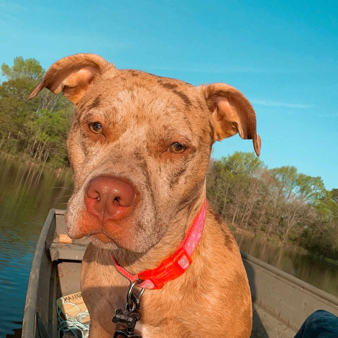 Remington is registered to the contest to win money with this photo: accessories, animal, boat, bulldog, canine, canoe, canoeing, dog, leisureactivities, outdoors, person, pet, photography, rowboat, sport, strap, transportation, vehicle, water, watersports