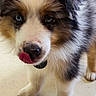 puppy, dog, blue_eyes, fluffy, licking, treat, cup, indoor, closeup, cute, pet, fur, white, black, brown, nose, floor, collar, young_dog, animal