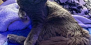 Louis is registered to the contest to win money with this photo: animal, blanket, cat, couch, cozy, fluffy, fur, furniture, gray_cat, household, indoor, lighter, pet, pillow, purple, relaxing, resting, soft_lighting, tail, throw_blanket