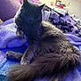 animal, blanket, cat, couch, cozy, fluffy, fur, furniture, gray_cat, household, indoor, lighter, pet, pillow, purple, relaxing, resting, soft_lighting, tail, throw_blanket