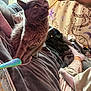 animal, blanket, cat, celestial_pattern, couch, cozy, curious, domestic, floral_pattern, food, furniture, gray_cat, hand, indoor, person, pet, relaxing, socks, string, tapestry