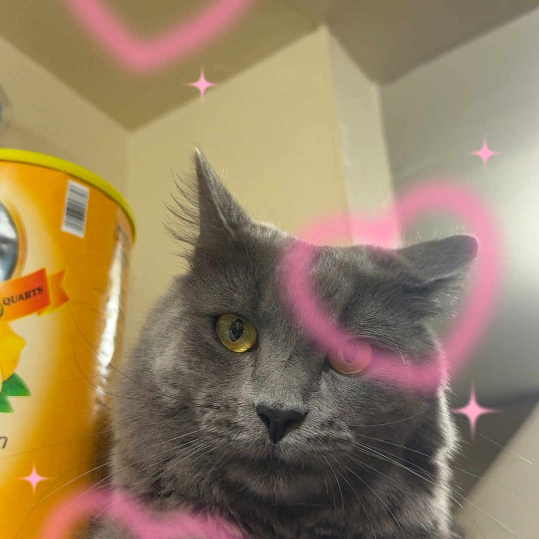 Louis is registered to the contest to win money with this photo: cat, ceiling, close_up, container, cute, document, ears, feline, fur, gray_cat, heart_doodles, indoor, paper, pet, pink_hearts, portrait, wall, whiskers, yellow_container, yellow_eyes