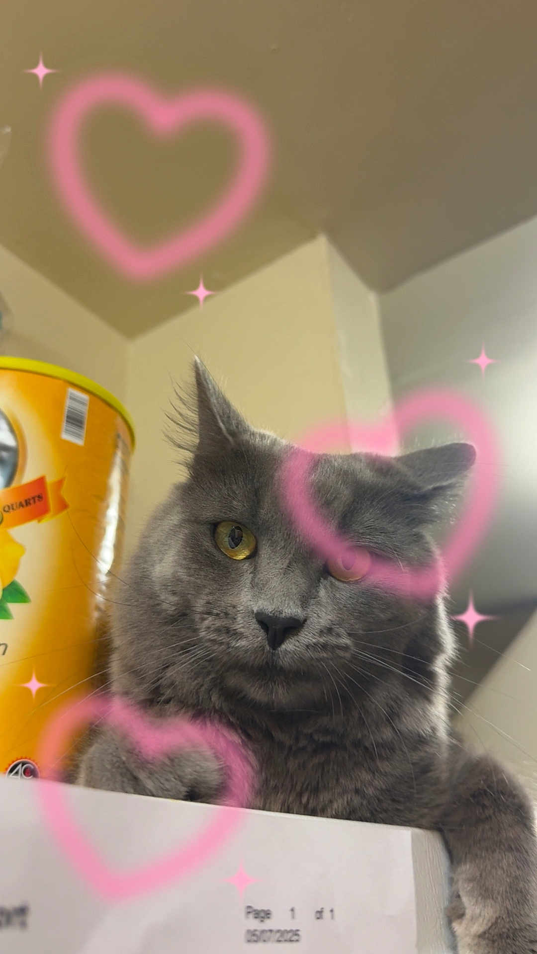 Louis is registered to the contest to win money with this photo: cat, ceiling, close_up, container, cute, document, ears, feline, fur, gray_cat, heart_doodles, indoor, paper, pet, pink_hearts, portrait, wall, whiskers, yellow_container, yellow_eyes