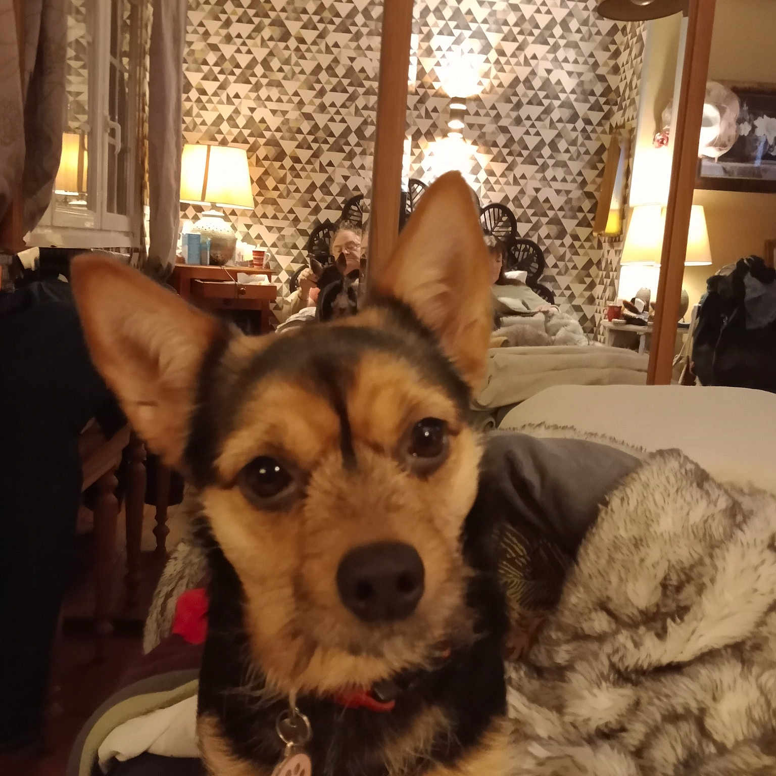 Chipie