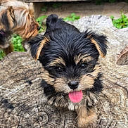 Bear is registered to the contest to win money with this photo: puppy, dog, black_and_tan, tongue_out, tree_stump, outdoor, grass, greenery, fur, pet, canine, young_dog, nature, close_up, playful, animal, cute, small_dog, wood, background