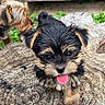 puppy, dog, black_and_tan, tongue_out, tree_stump, outdoor, grass, greenery, fur, pet, canine, young_dog, nature, close_up, playful, animal, cute, small_dog, wood, background