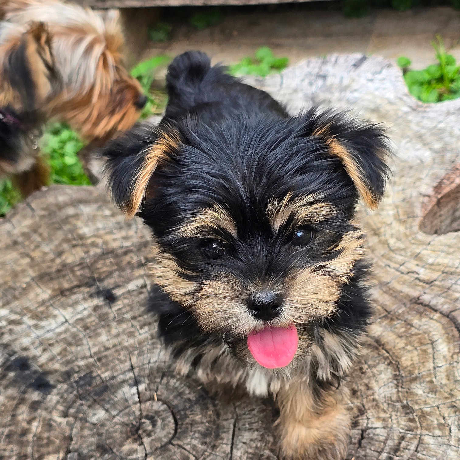Bear is registered to the contest to win money with this photo: puppy, dog, black_and_tan, tongue_out, tree_stump, outdoor, grass, greenery, fur, pet, canine, young_dog, nature, close_up, playful, animal, cute, small_dog, wood, background