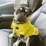 Elvis joined the competition — help win amazing prizes! dog, french_bulldog, yellow_jacket, car_interior, leather_seat, pet, animal, cute, sitting, portrait, canine, front_seat, tag, window, seatbelt, black_and_tan, pet_accessory, indoors, looking_at_camera, companion