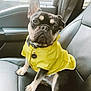 dog, french_bulldog, yellow_jacket, car_interior, leather_seat, pet, animal, cute, sitting, portrait, canine, front_seat, tag, window, seatbelt, black_and_tan, pet_accessory, indoors, looking_at_camera, companion