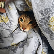 Mia joined the competition — help win amazing prizes! cat, animal, pet, green_eyes, blanket, cozy, hiding, hand, patterned_fabric, indoor, curious, fur, cute, comfort, resting, closeup, face, whiskers, soft, domestic_cat