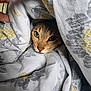 cat, animal, pet, green_eyes, blanket, cozy, hiding, hand, patterned_fabric, indoor, curious, fur, cute, comfort, resting, closeup, face, whiskers, soft, domestic_cat