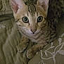 Mia joined the competition — help win amazing prizes! kitten, cat, pet, animal, feline, ears, eyes, whiskers, paws, fur, bedspread, quilt, pattern, indoor, cute, curious, resting, cozy, young, small