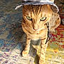 cat, green_eyes, denim_hat, pet, indoor, sunlight, shadow, patterned_rug, striped_fur, whiskers, ears, close_up, feline, domestic_animal, cute, animal, portrait, looking_down, standing, colorful