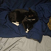 Tux is registered to the contest to win money with this photo: animal, bed, black_and_white, blanket, blue_blanket, cat, cozy, domestic_animal, feline, fur, gray_sheet, home, indoor, lying_down, paws, pet, relaxed, resting, sleepy, whiskers