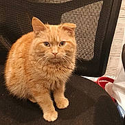 Cinnamon joined the competition — help win amazing prizes! amber_eyes, cat, chair, cozy, cute, domestic_animal, feline, fluffy, fur, ginger_cat, indoor, looking_at_camera, mesh_back, office_chair, orange_cat, paws, pet, portrait, sitting, whiskers