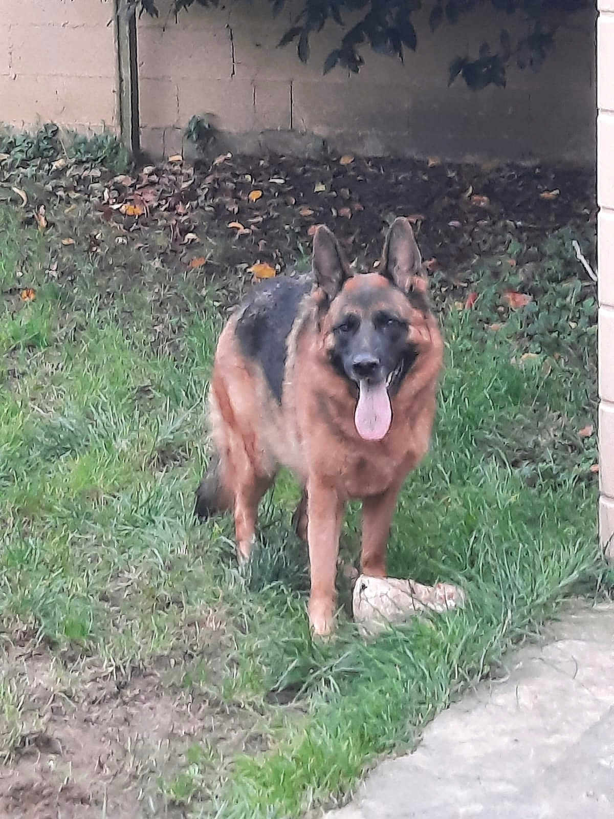 Queen participe au concours pour gagner de l'argent avec cette photo : dog, german_shepherd, grass, outdoor, pet, animal, tongue_out, happy, fur, ears, nature, yard, stone, greenery, canine, mammal, playful, standing, daylight, backyard