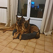 Queen participe au concours pour gagner de l'argent avec cette photo : dog, german_shepherd, pet_bed, indoor, tile_floor, curtains, glass_door, animal, canine, resting, two_dogs, brown_fur, black_fur, companion, home, flooring, domestic, window, relaxed, evening