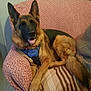 Queen participe au concours pour gagner de l'argent avec cette photo : dog, german_shepherd, pet, animal, indoor, chair, furniture, resting, canine, brown, black, tongue_out, harness, cozy, blanket, relaxed, smiling, ears_up, domestic, portrait