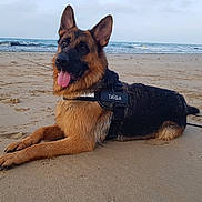 Taïga participe au concours pour gagner de l'argent avec cette photo : dog, german_shepherd, beach, sand, ocean, waves, outdoor, animal, pet, canine, lying_down, tongue_out, ears_up, leash, harness, water, sky, nature, daytime, calm
