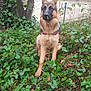 Taïga a rejoint le concours — aidez-le/la à gagner de superbes lots ! dog, german_shepherd, animal, pet, forest, ivy, greenery, tree, leaves, outdoor, nature, sitting, fur, canine, twig, plant, bark, ground, daylight, path