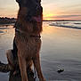Taïga a rejoint le concours — aidez-le/la à gagner de superbes lots ! dog, german_shepherd, beach, sunset, water, sand, wet, animal, canine, outdoor, nature, sky, reflection, waves, sunlight, pet, mammal, leash, calm, scenic