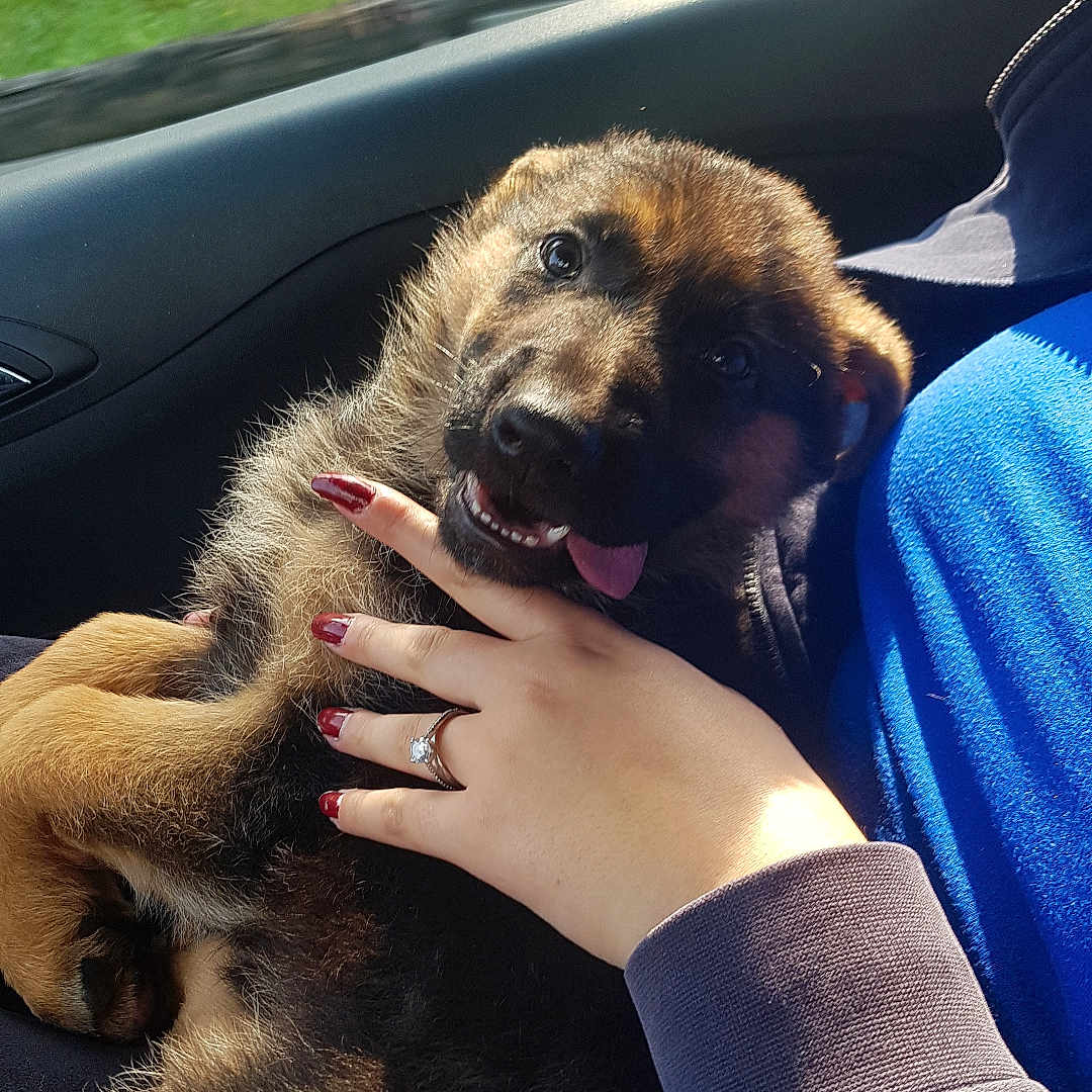 Taïga participe au concours pour gagner de l'argent avec cette photo : black_fur, blue_clothing, blurred_background, brown_fur, car_interior, cute, dog, fur, greenery, hand, lap, manicure, person, pet, playful, puppy, ring, sunlight, tongue, window