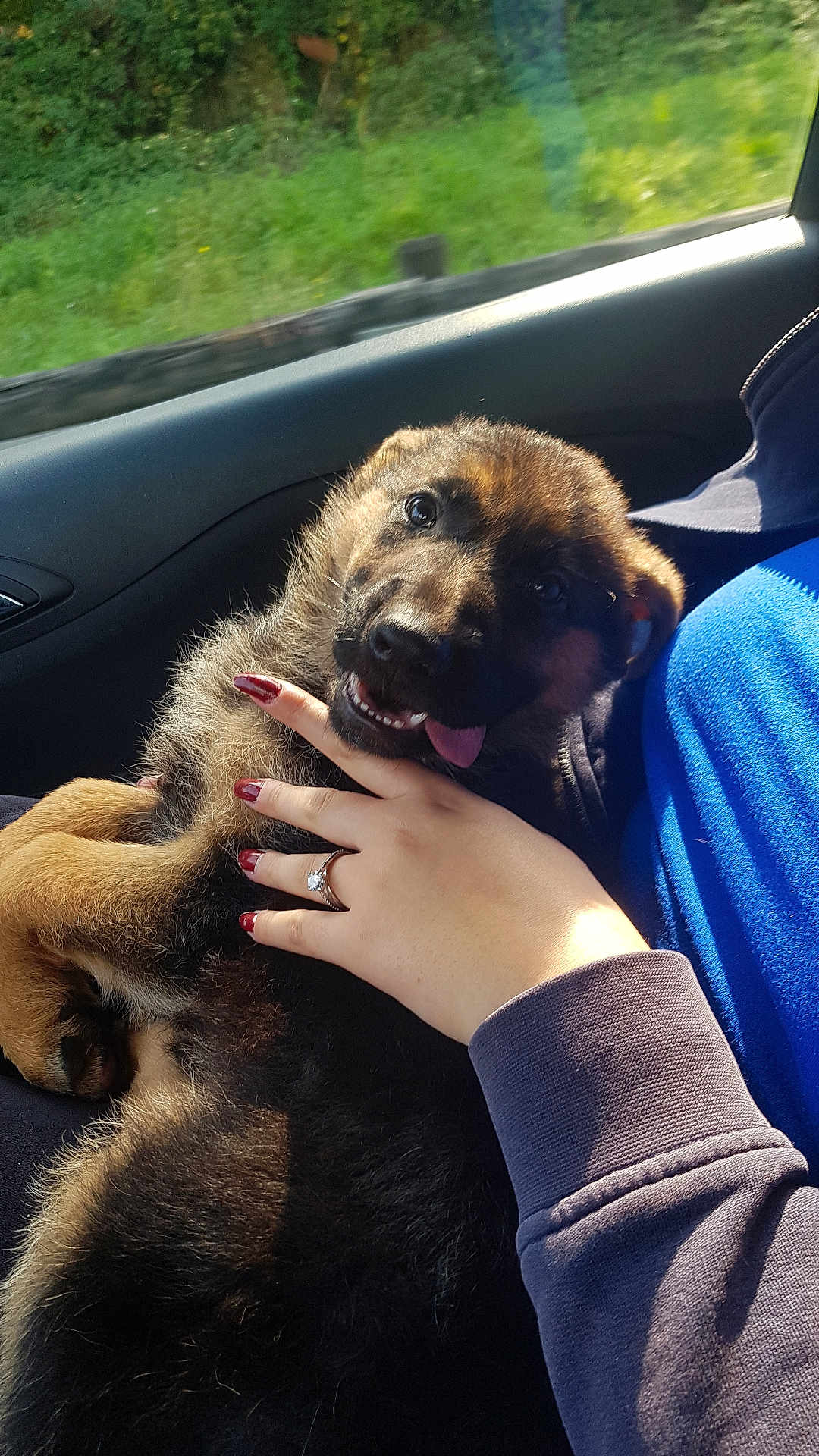 Taïga participe au concours pour gagner de l'argent avec cette photo : puppy, dog, pet, car_interior, person, hand, fur, tongue, sunlight, lap, manicure, ring, blue_clothing, black_fur, brown_fur, window, greenery, blurred_background, cute, playful