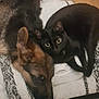 dog, cat, german_shepherd, black_cat, resting, cuddling, blanket, wooden_floor, pet, animal, fur, cozy, indoors, sleeping_dog, alert_cat, companion, cute, domestic, friendship, relaxation