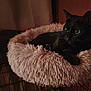 black_cat, cat_bed, fluffy_bed, pet, animal, feline, indoor, resting, cozy, soft, circular_bed, alert_eyes, dark_fur, relaxed, cute, home, furniture, warm_lighting, quiet, sleep_spot