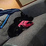 black_cat, cat, toy, couch, gray_couch, indoor, cozy, blanket, book, furniture, pet, relaxed, upside_down, clawing, living_room, home, animal, playful, domestic_cat, cute