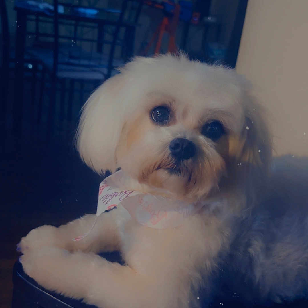 Bella is registered to the contest to win money with this photo: animal, calm, canine, chair, companion, cute, dog, domestic_animal, fluffy, furniture, household, indoor, looking, mammal, pet, portrait, relaxed, scarf, small_dog, white_dog