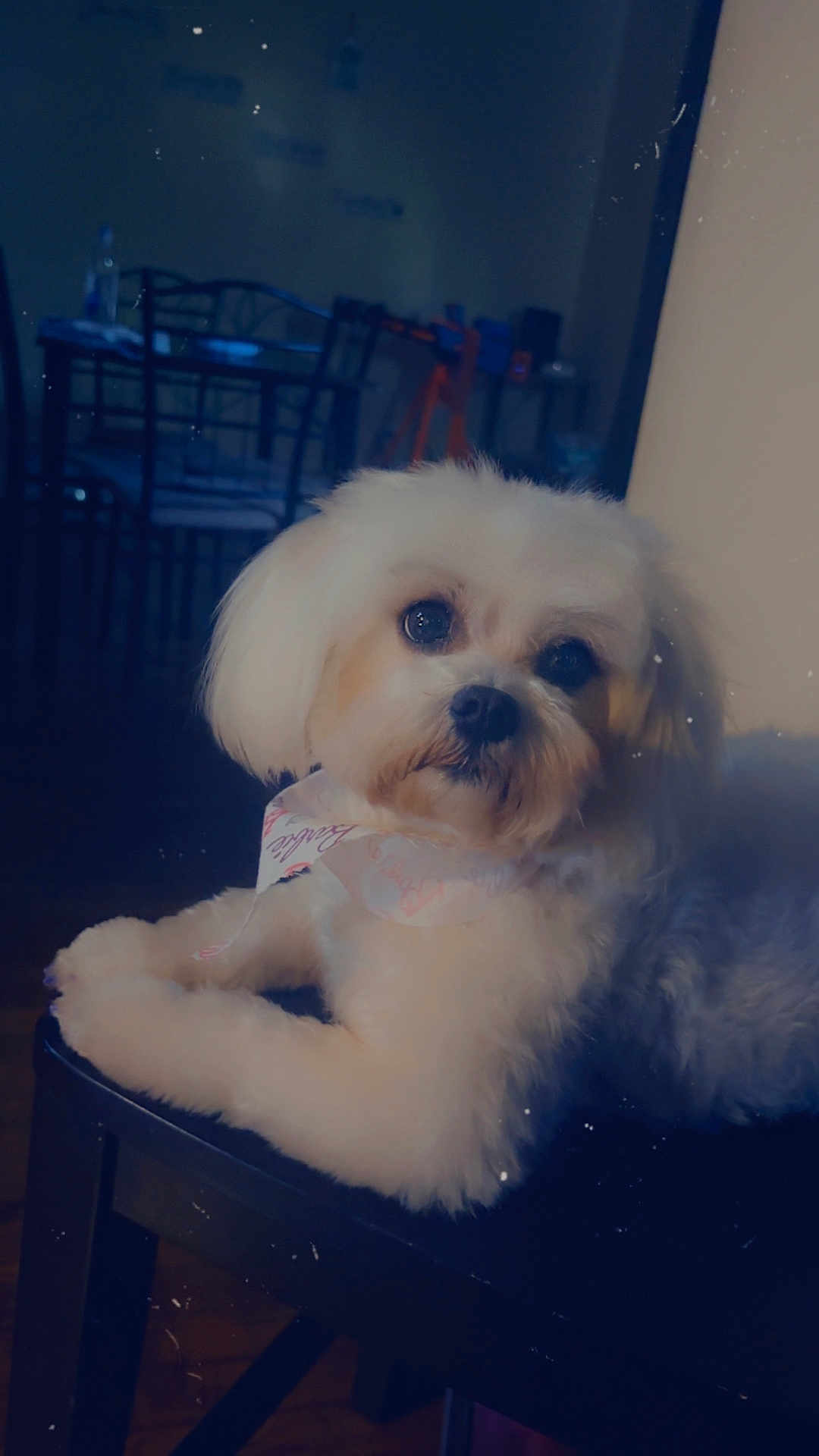 Bella is registered to the contest to win money with this photo: dog, white_dog, fluffy, scarf, pet, chair, indoor, animal, cute, portrait, canine, furniture, relaxed, domestic_animal, small_dog, companion, household, calm, looking, mammal