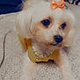 Bella is registered to the contest to win money with this photo: dog, white_dog, bow, pearl_necklace, heart_pendant, bedspread, patterned_bedspread, pet, cute, fluffy, small_dog, indoor, resting, fur, animal, adorable, accessory, looking_away, close_up, laying_down
