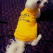 Bella is registered to the contest to win money with this photo: dog, white_dog, pet, bed, yellow_shirt, clothing, animal, cute, fluffy, fur, looking_back, indoor, bedspread, patterned, small_dog, tail, sitting, attitude, text_on_shirt, canine