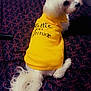 dog, white_dog, pet, bed, yellow_shirt, clothing, animal, cute, fluffy, fur, looking_back, indoor, bedspread, patterned, small_dog, tail, sitting, attitude, text_on_shirt, canine