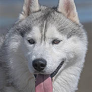 Snow participe au concours pour gagner de l'argent avec cette photo : animal, bodypart, canine, dog, eskimodog, husky, mouth, nature, outdoors, person, pet, puppy, snout, snow, tongue, whitedog, wolf