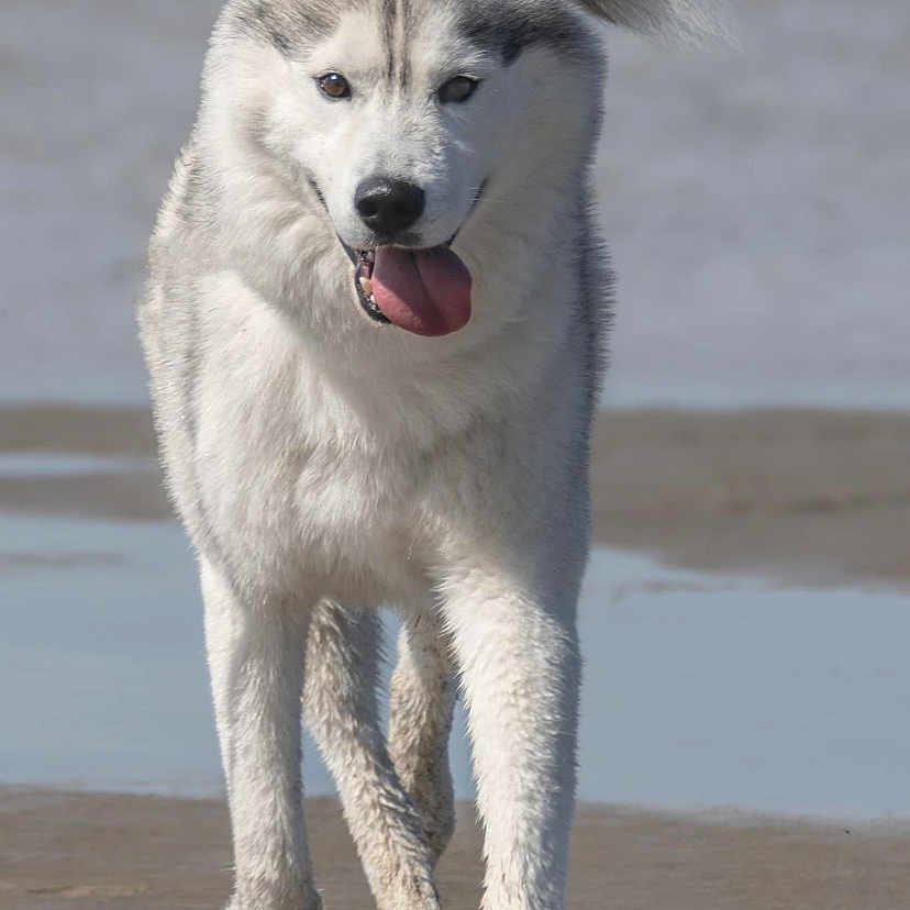 Snow participe au concours pour gagner de l'argent avec cette photo : animal, bodypart, canine, dog, eskimodog, fox, husky, mouth, person, pet, puppy, tongue, whitedog, wolf
