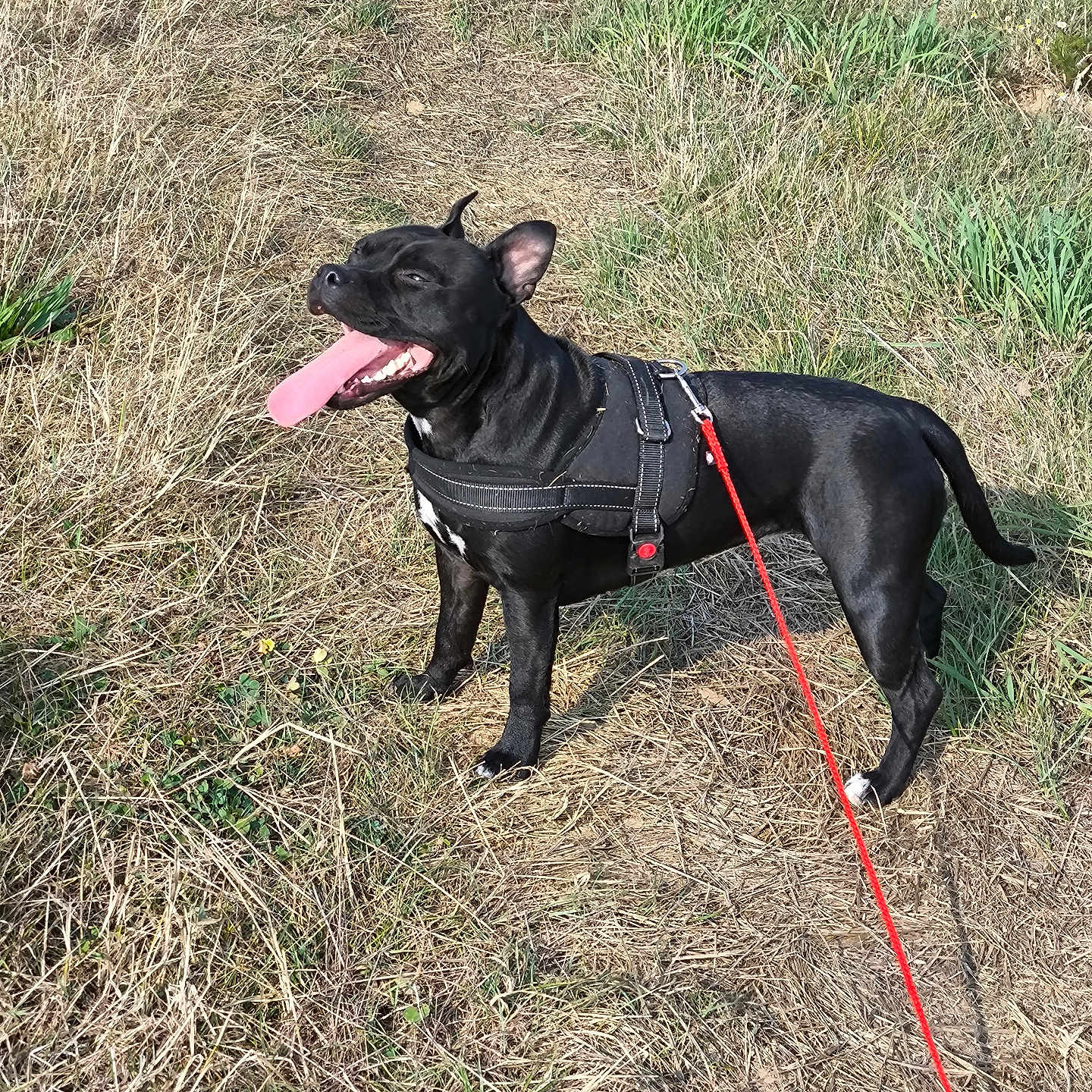Ulyssia participe au concours pour gagner de l'argent avec cette photo : accessories, animal, bulldog, canine, dog, field, grass, harness, labradorretriever, leash, nature, outdoors, person, pet, plant, puppy, strap, tree, vegetation, walkingdog