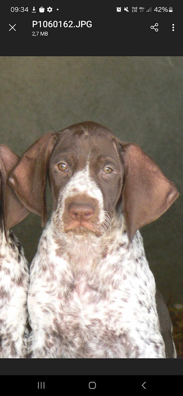 Mara Des Bois a rejoint le concours — aidez-le/la à gagner de superbes lots ! puppy, dog, close_up, brown, white, spotted, ears, portrait, animal, pet, cute, young, looking_at_camera, floppy_ears, indoor, serious_expression, face, furry, mammal, companion