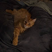 Mufasa a rejoint le concours — aidez-le/la à gagner de superbes lots ! cat, orange_cat, fluffy, pet, bed, blanket, indoor, cozy, resting, feline, animal, sleepy, paw, fur, comfort, relaxation, home, nighttime, soft_lighting, curious