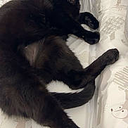 Géraldine a rejoint le concours — aidez-le/la à gagner de superbes lots ! black_cat, cat, pet, animal, bed, cushion, indoor, tongue_out, playful, feline, whiskers, relaxed, paws, claws, fur, cute, resting, domestic_cat, mammal, laying_down